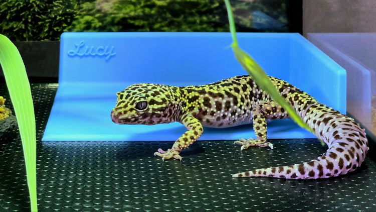 Leopard Gecko Litter Box